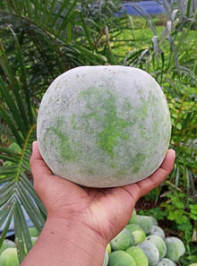 BUAH KUNDUR / WINTER Melon 冬瓜 Fresh