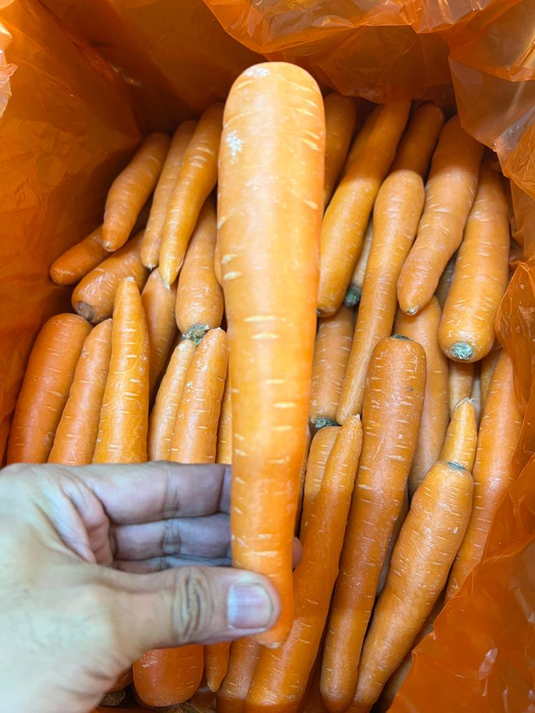CARROT Australian