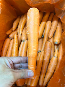 CARROT Australian