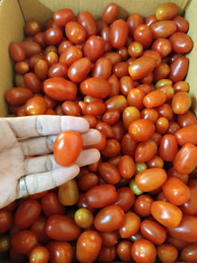 TOMATO CHERRY RED Cameron