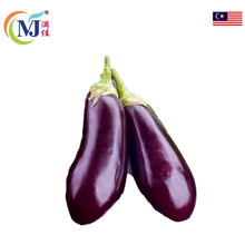 TERUNG PENDEK Gemuk/TERUNG Ungu Gelap