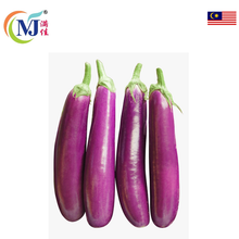 TERUNG PANJANG/BRINJAL
