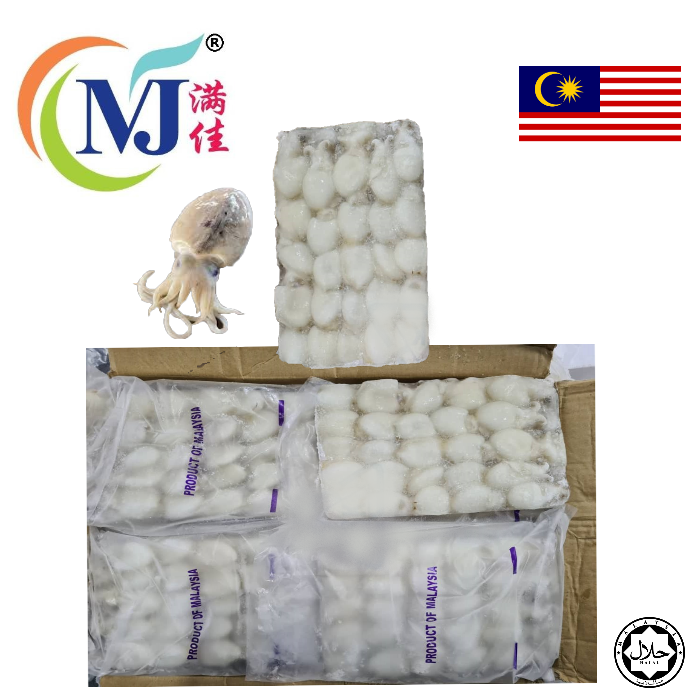 SOTONG KATAK/Baby Cuttlefish Premium