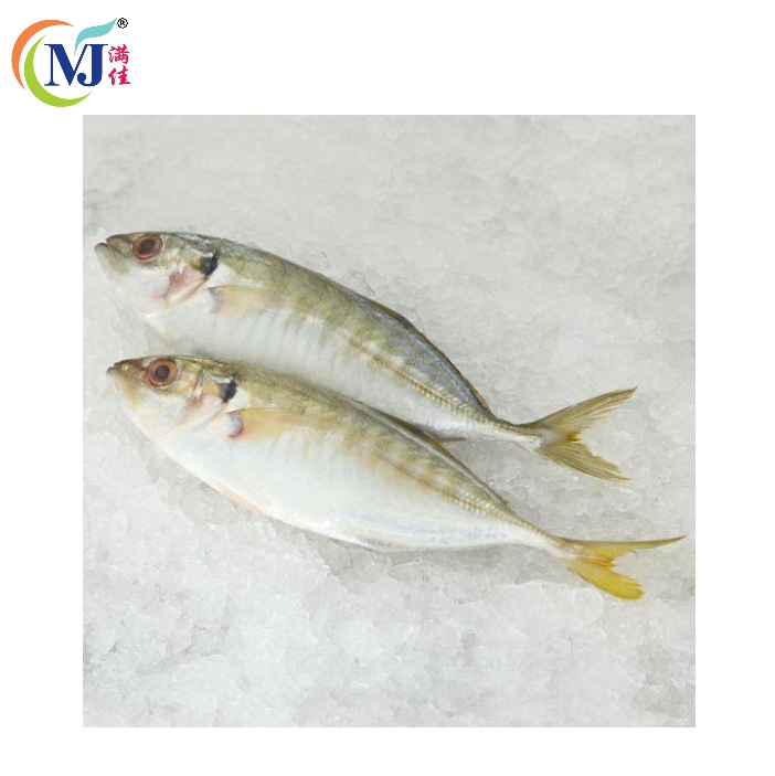 FISH SELAR /Yellow Tail Scad Frozen