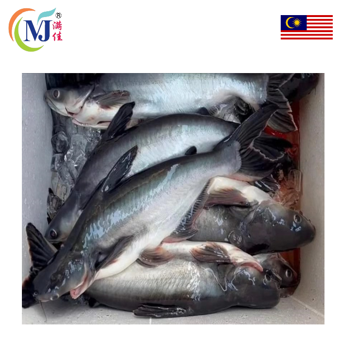 FISH PATIN / PANGASUI  Water Fall