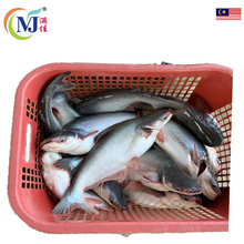 FISH PATIN HITAM Live