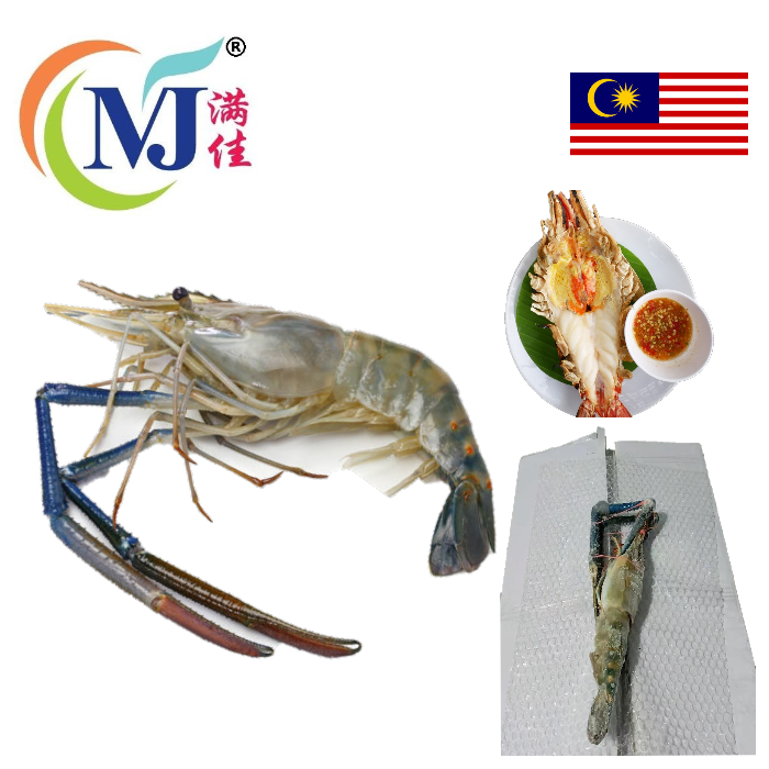 UDANG GALAH / FRESH WATER PRAWN From BORNEO