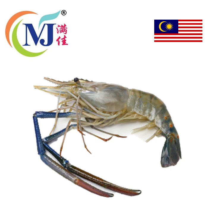 UDANG GALAH / FRESH WATER PRAWN From BORNEO
