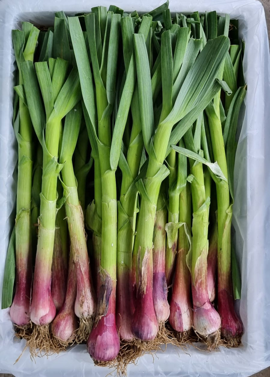 LEEKS RED 红蒜 – Manja Foods