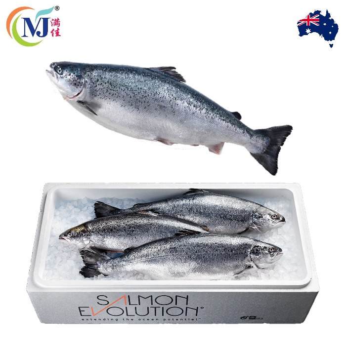 FISH SALMON WHOLE Norwegian