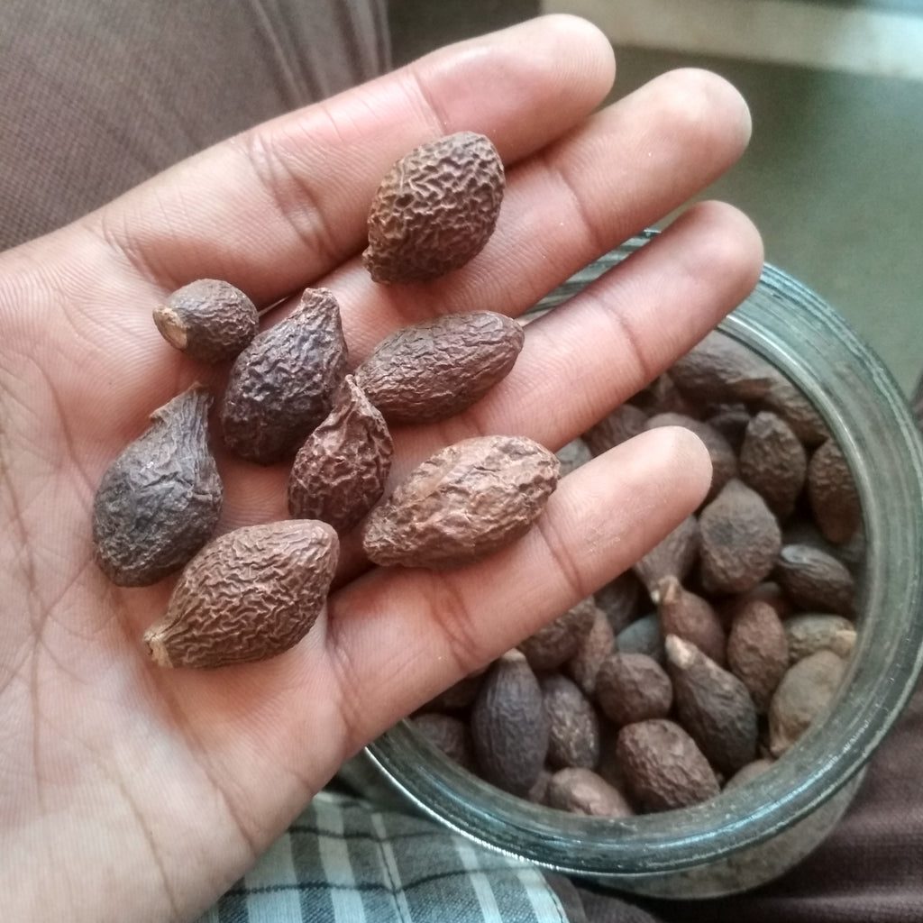 KEMBANG SEMANGKOK / Scaphium affine / Malva Nut 胖大海