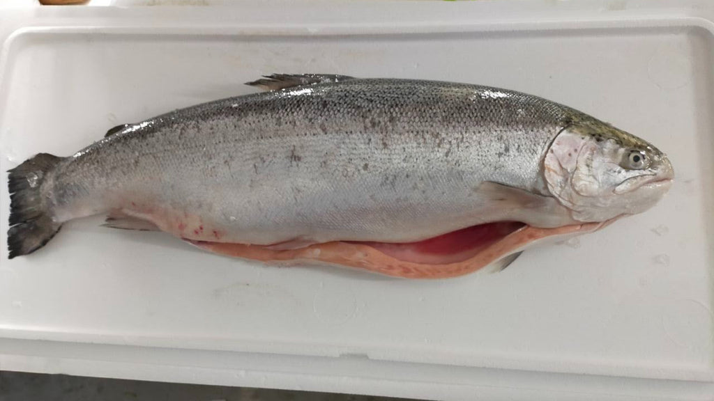 FISH SALMON TROUT WHOLE Norwegian Frozen