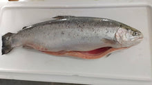 FISH SALMON TROUT WHOLE Norwegian Frozen