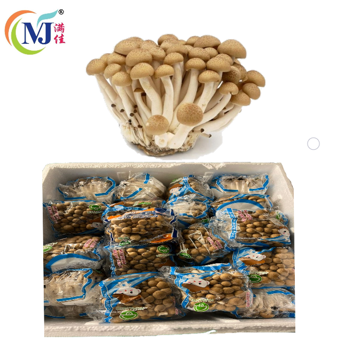 MUSHROOM SHIMEJI Brown Buna