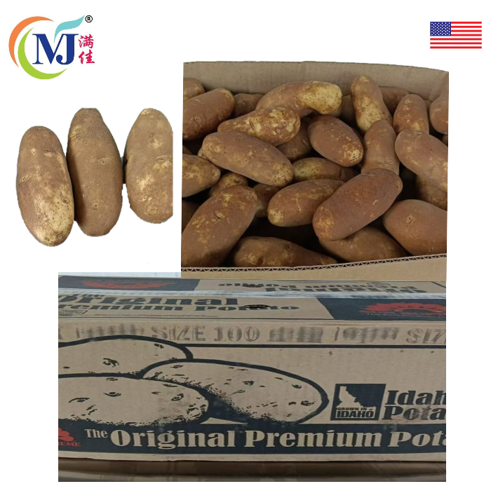 KENTANG RUSET USA
