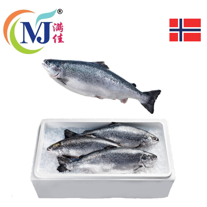 FISH SALMON WHOLE Fresh Norwegian