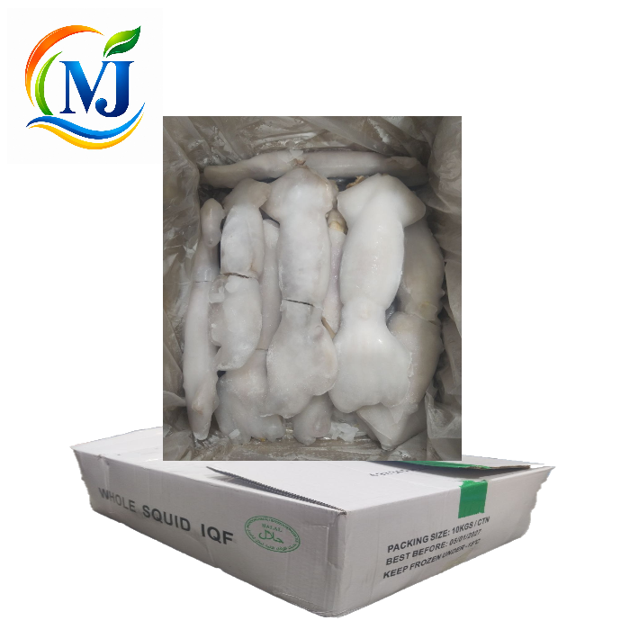 SOTONG Argentina Frozen
