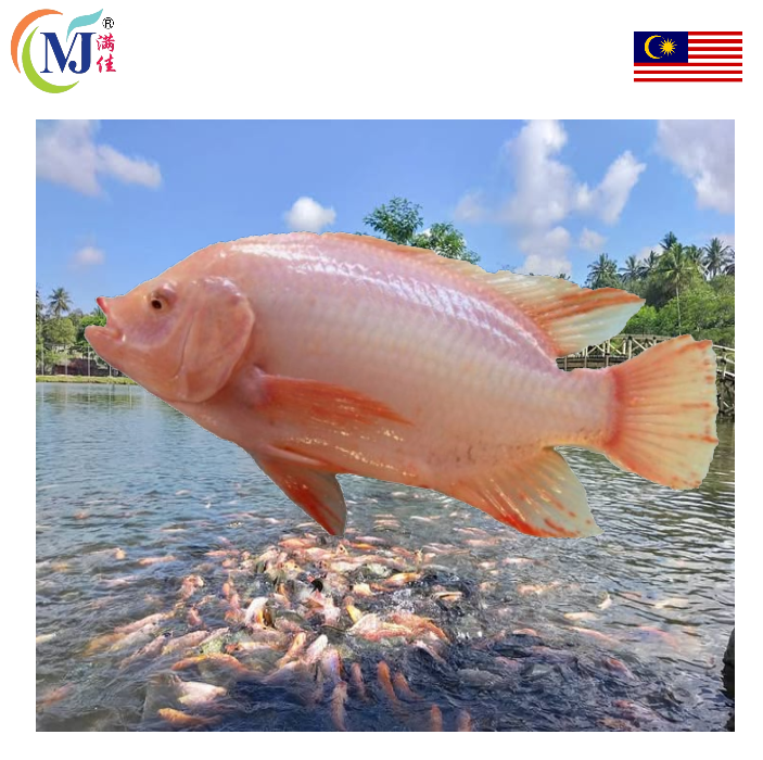 FISH TILAPIA RED WaterFall
