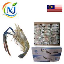 淡水虾 / Udang Galah GRED-A BORNEO
