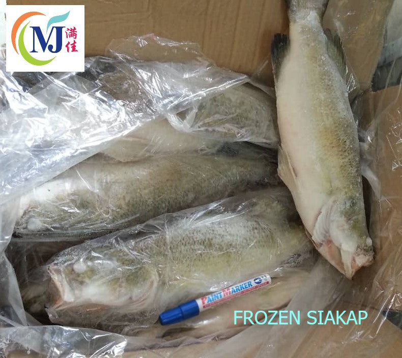 FISH SIAKAP/Barabundi ''Frozen'' Sold By Kilo