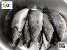 FISH SIAKAP/Barabundi ''Fresh''