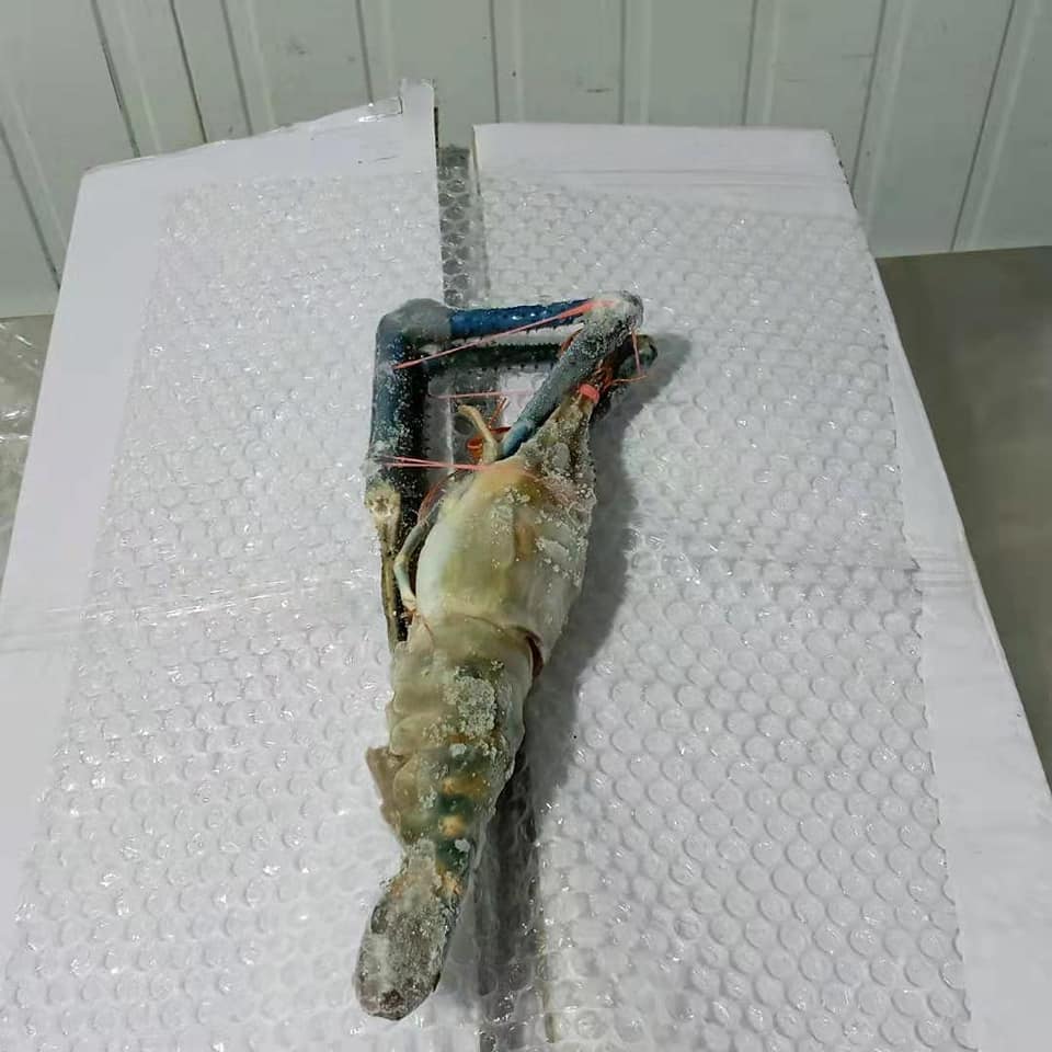 UDANG GALAH / FRESH WATER PRAWN From BORNEO