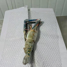 UDANG GALAH / FRESH WATER PRAWN From BORNEO