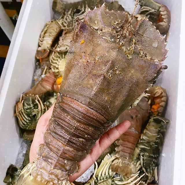 LOBSTER SLIPPER Frozen