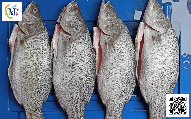 FISH SIAKAP/Barabundi ''Fresh'' Sold By Kilo