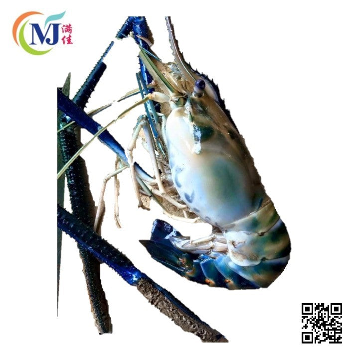 UDANG GALAH / FRESH WATER PRAWN From BORNEO