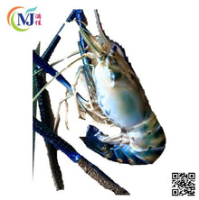 UDANG GALAH / FRESH WATER PRAWN From BORNEO