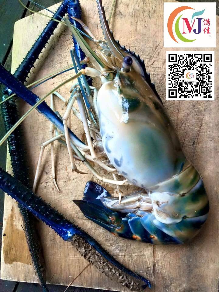 UDANG GALAH / FRESH WATER PRAWN From BORNEO