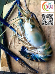 UDANG GALAH / FRESH WATER PRAWN From BORNEO