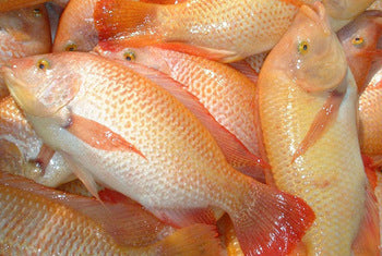 FISH TILAPIA Red River Fresh