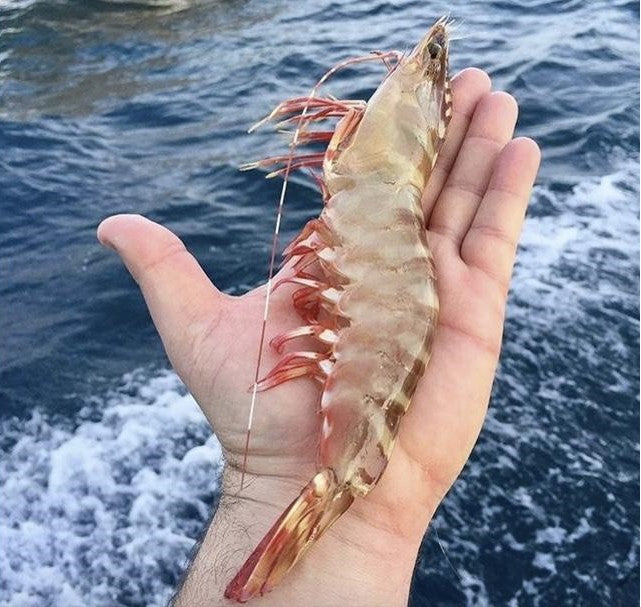 SEA TIGER PRAWN Sabah Frozen