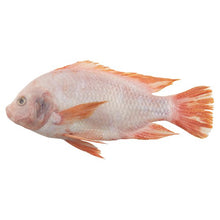 FISH TILAPIA RED Frozen