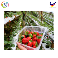 金马伦 草莓 一包250斤