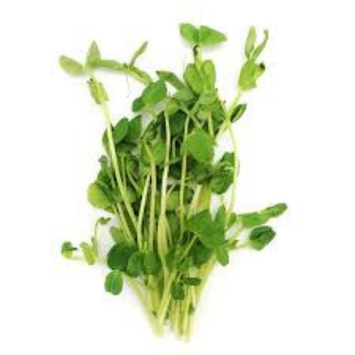 PEA SPROUT