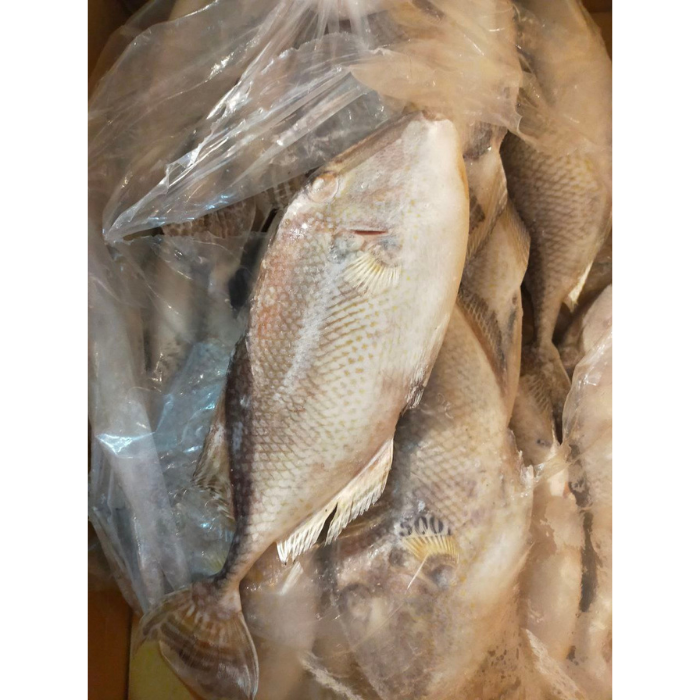 鱼 TOGEK 300/700 冷冻