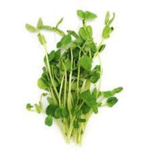 PEA SPROUT