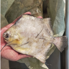 FISH BAWAL LAYANG LAYANG 300/700 Frozen