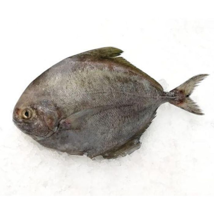 FISH BAWAL Hitam/Black Pomfret ''Frozen''