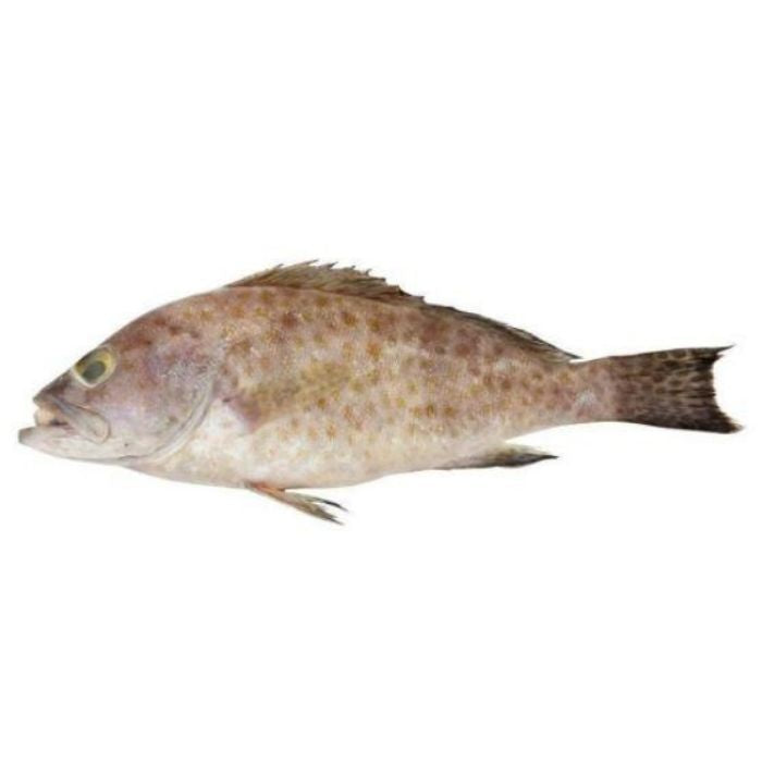 FISH KERAPU/GROUPER LIVE 800g-1.2kg