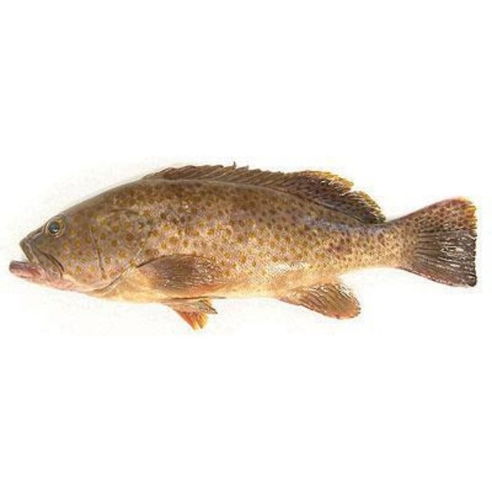 FISH KERAPU BARAT (Sold by kg)