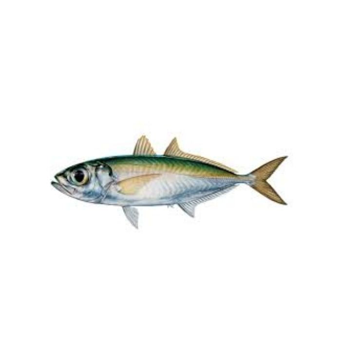 大眼魚 SCAD/Mata Besar (按公斤出售)