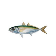 FISH BIG EYE SCAD/Mata Besar (Sold by kg)