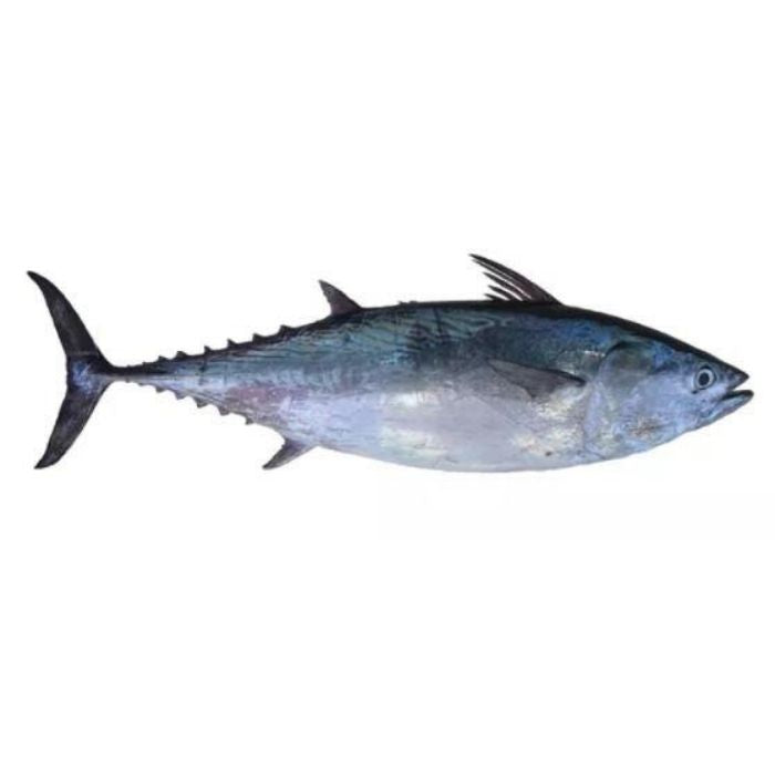 冷冻白鱒魚 (按公斤出售)