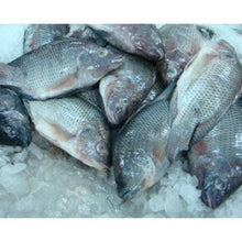 FISH TILAPIA Premium AirTerjun Clean Frozen (A)