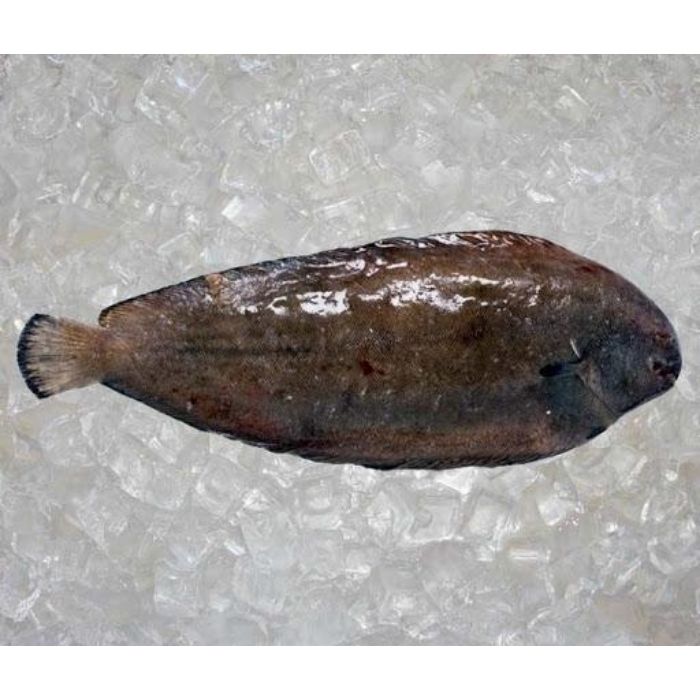 FISH SOLE WHOLE New Zealand Frozen