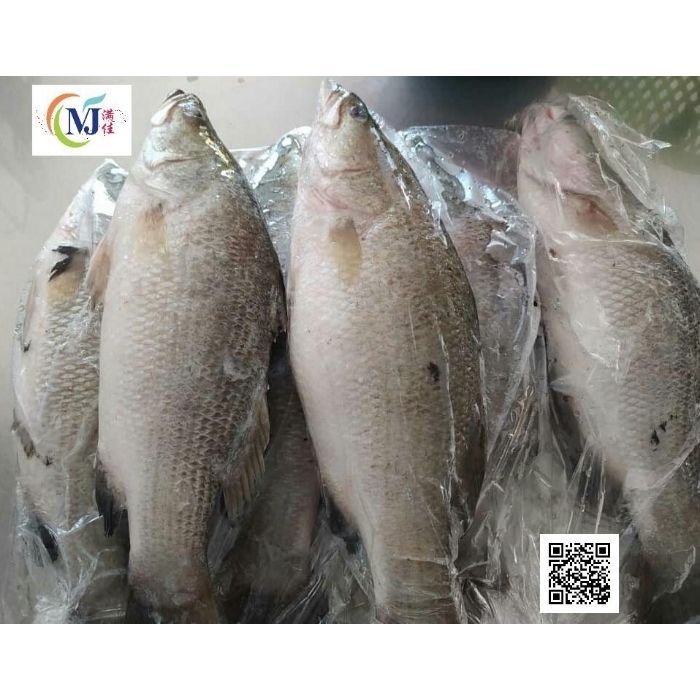 FISH SIAKAP/Barabundi ''Frozen'' Sold By Kilo